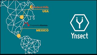 Ynsect Accelerates Its International Development in North America