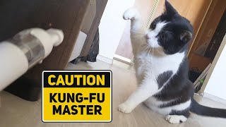 Don't take away my hair! Cat vs Vacuum cleaner