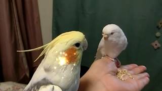 オカメ君VS気の強いセキセイちゃん　オカメインコ桃太郎