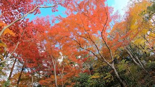 2024 12 08 東山動植物園 紅葉