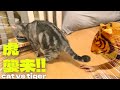 【ドッキリ⁉︎】虎に扮して猫に近づいたら威嚇されました…【衝撃の結末】