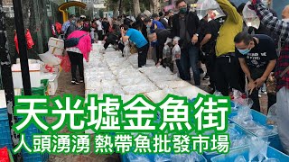 天光墟金魚市場 天光尋寶 | 香港スカイライト金魚売場 朝まで宝探し | Mongkok Dawn Market-Goldfish Market