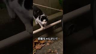 新入り野良猫の番長君に視線を向ける2匹の野良猫の目的とは如何に！？#shorts #猫 #野良猫 #怪しい