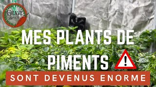 Mes PLANTS de PIMENTS 5 mois après la GRAINE!