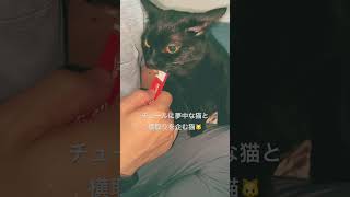 ちゅるちゅる大好き猫#猫　#保護猫