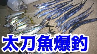 堤防からルアーで太刀魚が大爆釣！！