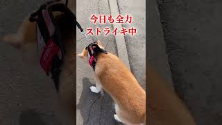 今日も帰宅拒否してストライキしたよ／柴犬りぼん