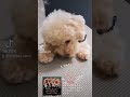 【大好きなサツマイモ】マルプー　おとみ　ミックス犬　成犬　小型犬　室内犬　トイプードル　☓　マルチーズ　小犬から成犬　約2歳　画像　動画　maltipoo　toy poodle　maltese