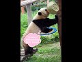 【panda】clever panda 聪明的熊宝宝