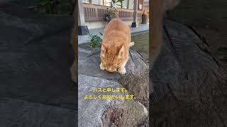 茶トラ猫ハスちゃんのご紹介です。よろしくおねがい致します。#short #猫