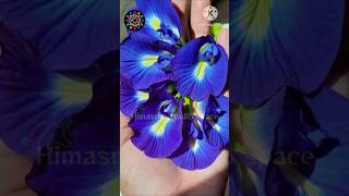 శంఖు పుష్పాలు | Aparajita | Hug a plant #butterflypea | Clitoria ternatea Flowering | Ornamental