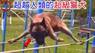 [生物放大鏡]身價驚人承受可怕訓練的超級警犬 | 過分訓練的真相 | 身價抵好幾台車的超級警犬 (奧運期間停更兩個禮拜!!)