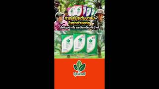 ปาล์มน้ำมัน พืชเศรษฐกิจประเทศไทย |ปุ๋ยทิพย์