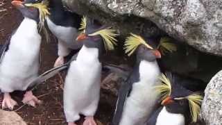 Northern Rockhopper Penguins on Nightingale Island