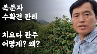 복분자 수확전 관리 / 치요다 관주 / 어떻게? 왜? 2023.6.2