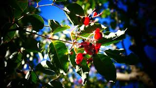 2018#木#マユミ#檀#家の周り#Tree#Euonymus hamiltonianus#around the my house#20221102