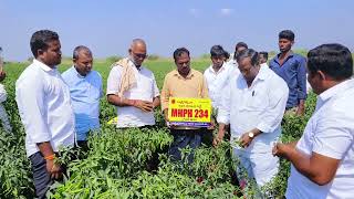 మాక్స్ సీడ్స్ కంపెనీ వారి 234 కొత్త లావు మిరప రకం 9676499979 వైరస్ నీ నల్ల తామరా తట్టుకొనే అధిక