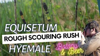 Fern Profile 04: Equisetum hyemale (rough scouring rush)