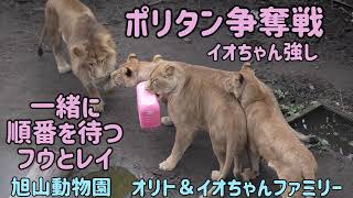 旭山動物園　ポリタン争奪戦　イオちゃん強し　順番を待つフウとレイが　　オリト＆イオちゃんファミリー　Orito & Io family　Lion family