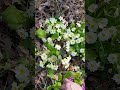 la primevère des jardins médicinale et comestible the garden primrose medicinal and edible