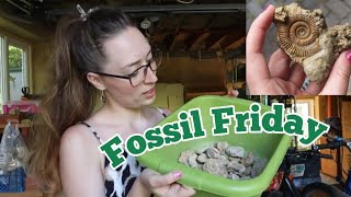 Fossil Friday - Going through and sorting old fossil finds :D