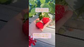 栃木県小山市いちごの里でいちご狩り〜いちご王国アンバサダー〜