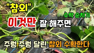 참외수박 순치기 순지르기 곁순제거 이것만 해주면 주렁주렁 원하는대로 참외드실 수 있습니다  참외수박추비시기 방법