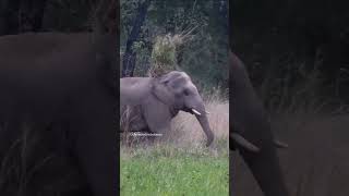 ഇത് എങ്ങനെ 😅?? #shorts #short #shortsfeed #shortvideo #youtubeshorts #elephant #comedy #funny