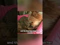 Poor cat #shortvideo #animals #healing #pets #shorts