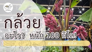 กล้วยอะไรหนัก 100 กิโล! I สมบัติอาณาจักรกล้วย I Lovan Daily Ep.3 [THA SUB]