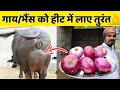 गाय/भैंस को हीट में लाए मात्र 2-3 दिनों में👌| Heat problem solution in dairy farm|Cow/Buffalo Heat.