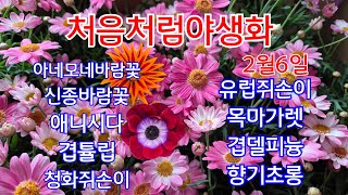 #아네모네바람꽃#청화쥐손이#신종바람꽃#유럽쥐손이#겹튤립#향기초롱##목마가렛#반려식물#처음처럼야생화