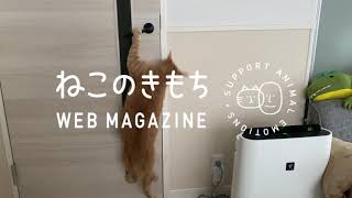 華麗なジャンプでドアを開ける猫【いぬねこライター動画部】