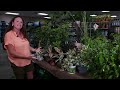 get it growing diverse ficus plants bring nature indoors