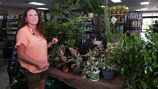 Get It Growing: Diverse ficus plants bring nature indoors