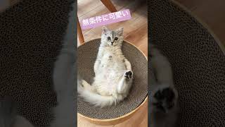 無条件に可愛い子猫がこちらです#shorts #サイベリアン#猫動画#可愛い#猫と暮らす#cat