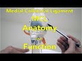 Medial Collateral Ligament (MCL) - Anatomy and Function