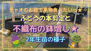 ぶどうの本剪定と不織布の鉢増し★