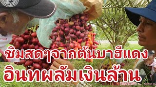 บุกสวนอินทผลัมชิมสดคาต้น‼️#อินทผาลัม #อินทผลัม  EP.5