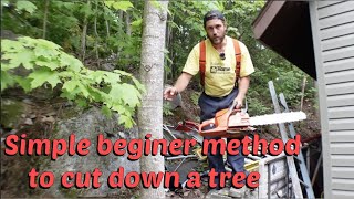 Beginner tips for Tree cutting / felling