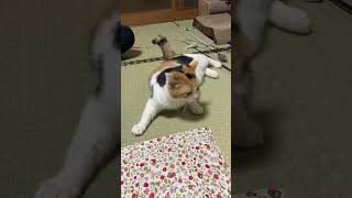 【三毛猫】父とこれから遊ぼうという時の猫