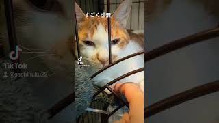 【虚無猫】悟り開いたん？ #shorts #youtubepartner #猫 #ネコ動画