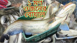 সিলেটে মাছের দাম সবচেয়ে কম || Lamakazi Arot || সিলেট লামাকাজী মাছের আড়ৎ