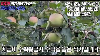 #309의성가음부동산[생산관리 사과밭 1302평(당9.5만원)]시세보다싼!!2차선접한사과밭#의성부동산#군위부동산#가음땅#춘산땅#귀농귀촌#주말농장#싼땅#농가주택#임야#자연인#묘터