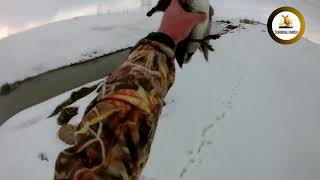 Ördek Avı, @ parlama ördek avı, @ yeşilbaş ördek avı, @ karda ördek  avı #duck hunting inthe snow