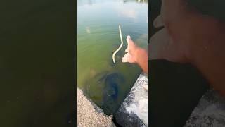 Most powerful fish in the world 🌎🎣 !! Itna saara fish 😟 !! #viral #fish #viralvideo #viralshorts