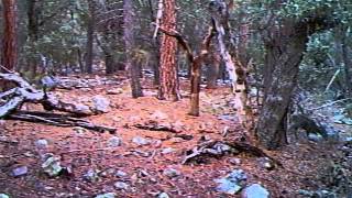 BIGFOOT RESEARCH 26 DEC 2012 GAME CAMERA RESULTS.wmv