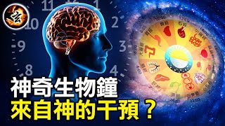 生物鐘的奧秘被發現