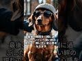 【愛犬と最後のお別れ】ダックスフンドが別れ際に見せる行動5選 ダックスフンド かわいい犬 shorts ai aiart aianimation dog 犬 animals