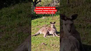 Touching Moment in the Grassland, mother kangaroo breastfeeding her baby #Kangaroo #KangarooChildren